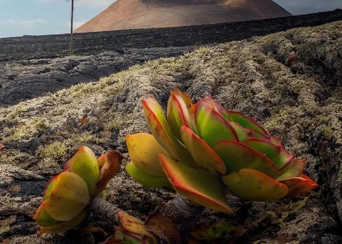 Vila Lanzarote Casa Volcanica-anclada Sobre La Lava Del Volcan Montana Blanca